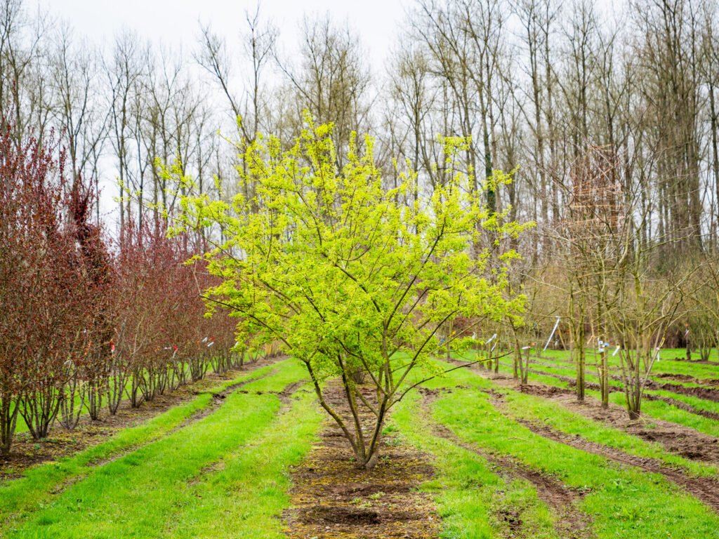 Tatarian Maple - Acer tataricum
