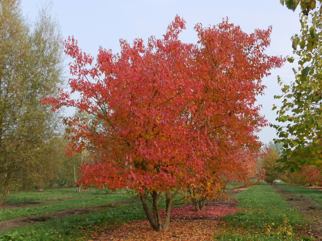 Tatarian Maple - Acer tataricum