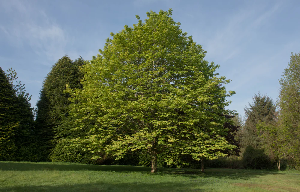 Sycamore Maple - Acer pseudoplatanus