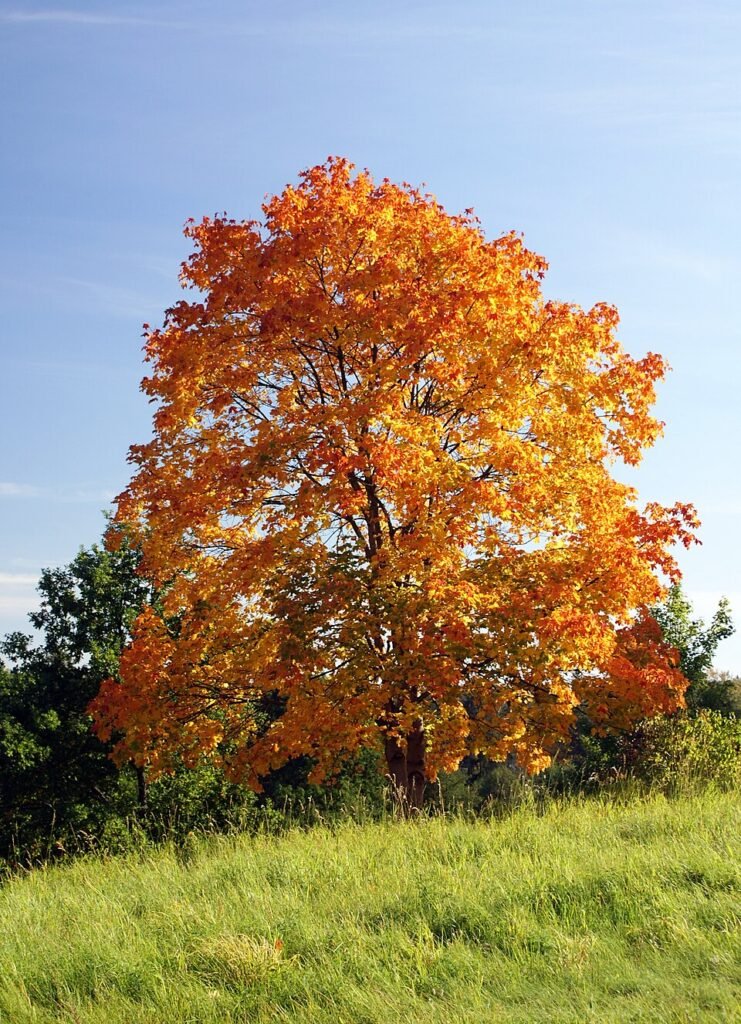 Norway Maple - Acer platanoides