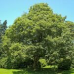 How to grow Sycamore Maple (Acer pseudoplatanus)