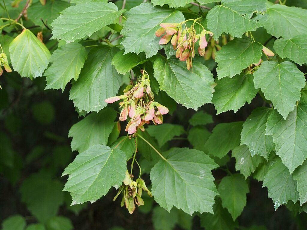 Tatarian Maple - Acer tataricum