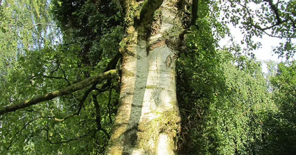 White Birch - Betula pubescens