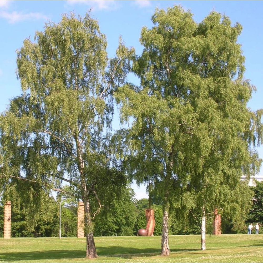 Silver Birch - Betula pendula