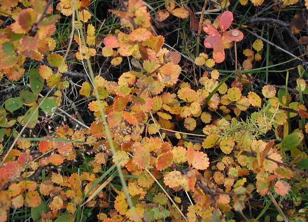 Dwarf Birch - Betula nana