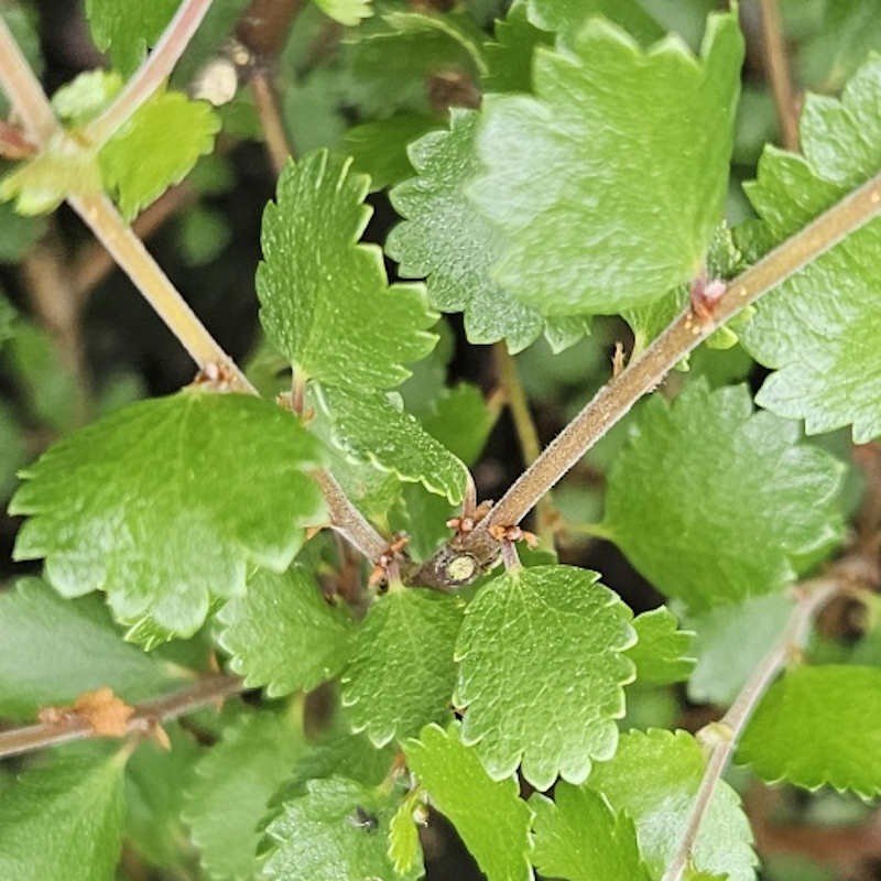 Dwarf Birch - Betula nana