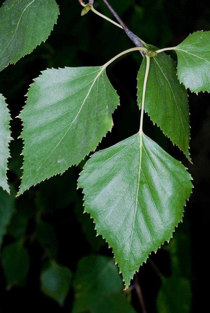 Silver Birch - Betula pendula