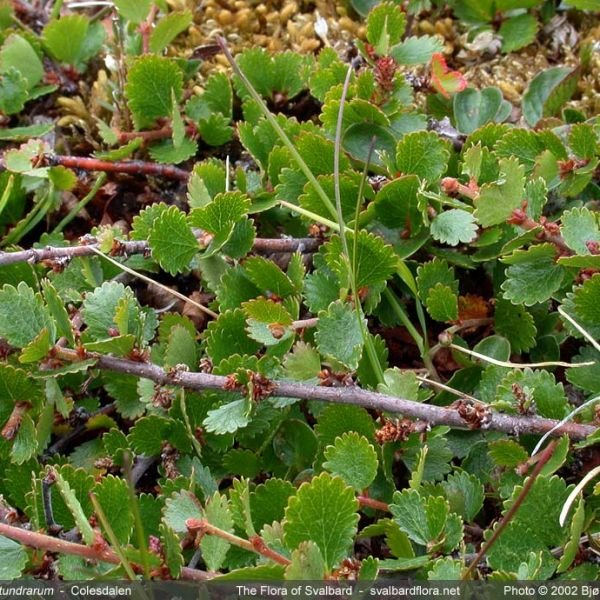 Dwarf Birch - Betula nana