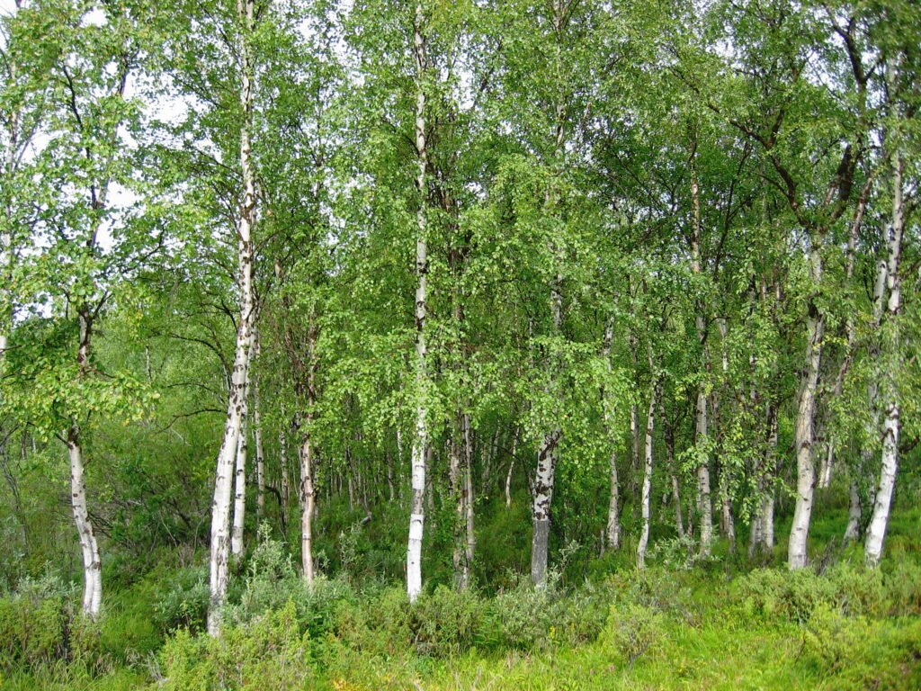 Silver Birch - Betula pendula
