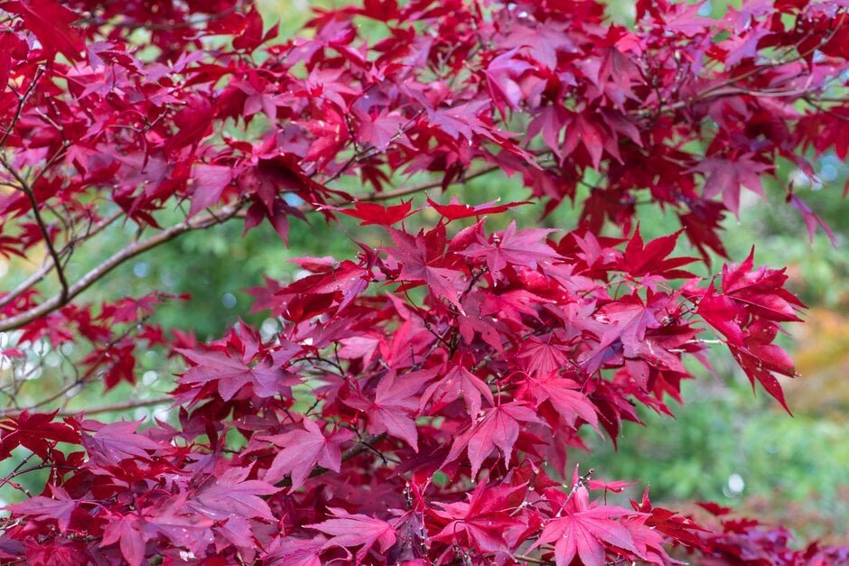 Japanese Maple - Acer palmatum