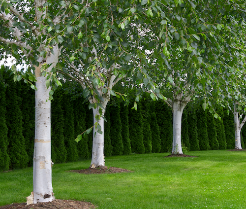 How to grow Himalayan Birch (Betula utilis)