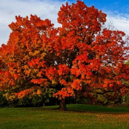 How to grow Sugar Maple (Acer saccharum)