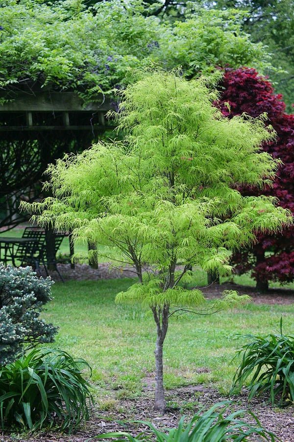 Japanese Maple - Acer palmatum