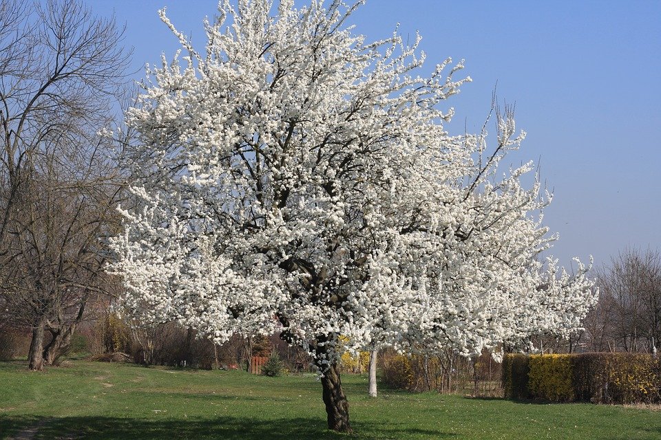 Wild Cherry - Prunus avium