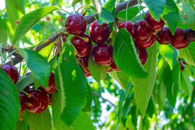 Wild Cherry - Prunus avium