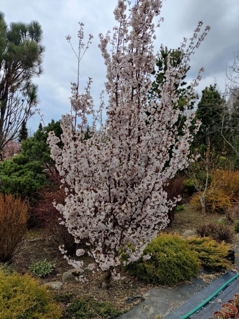 Japanese Alpine Cherry - Prunus nipponica