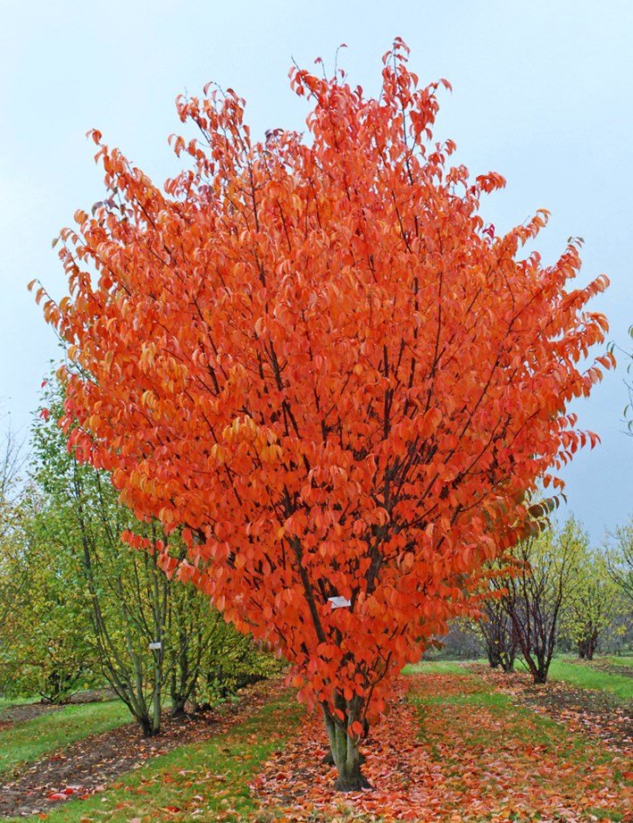 Sargent Cherry - Prunus sargentii