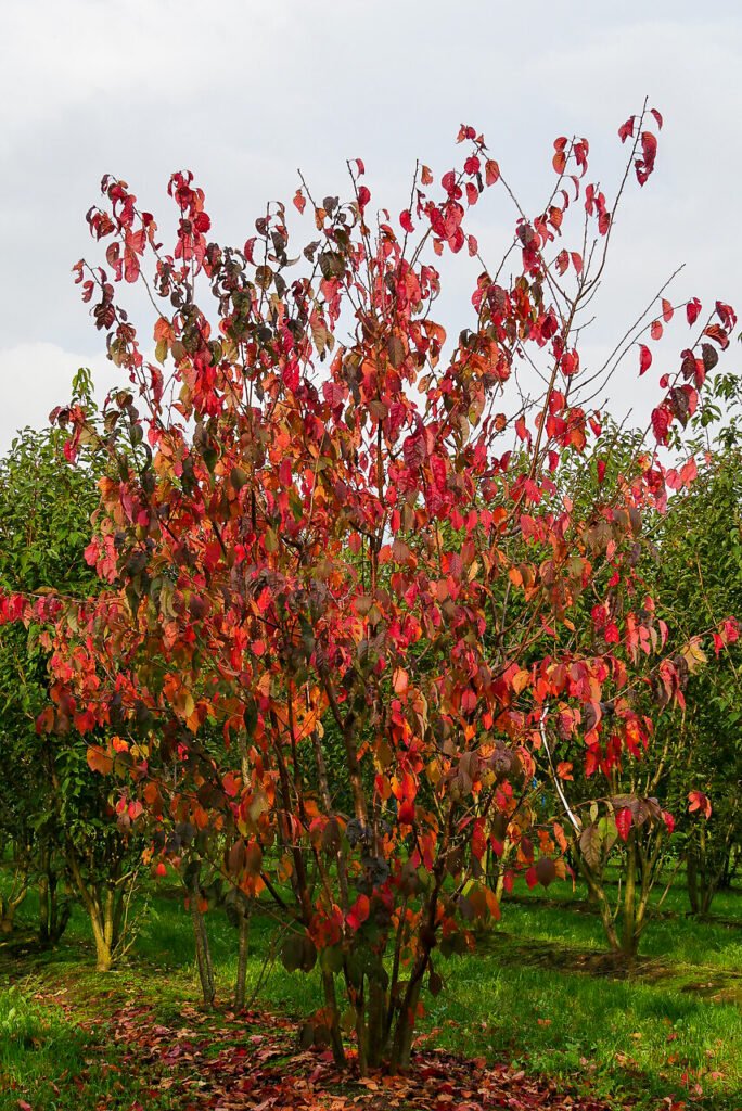 Sargent Cherry - Prunus sargentii