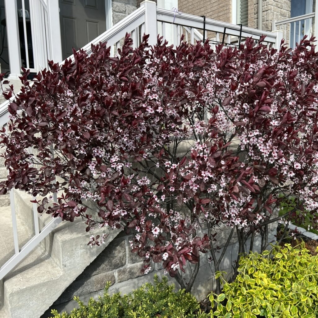 Purple-Leaf Sand Cherry - Prunus x cistena