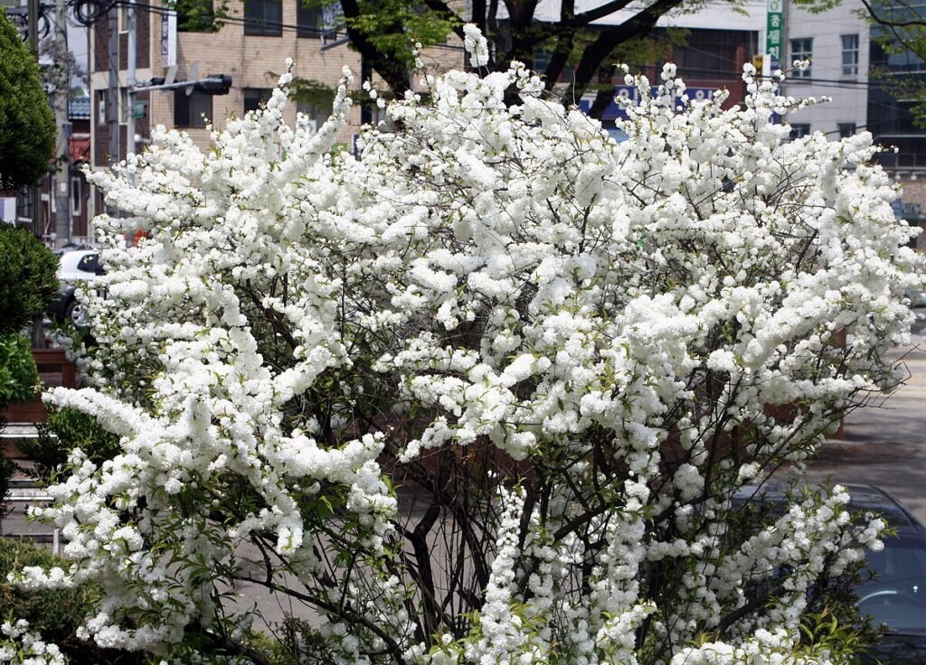 Korean Cherry - Prunus glandulosa