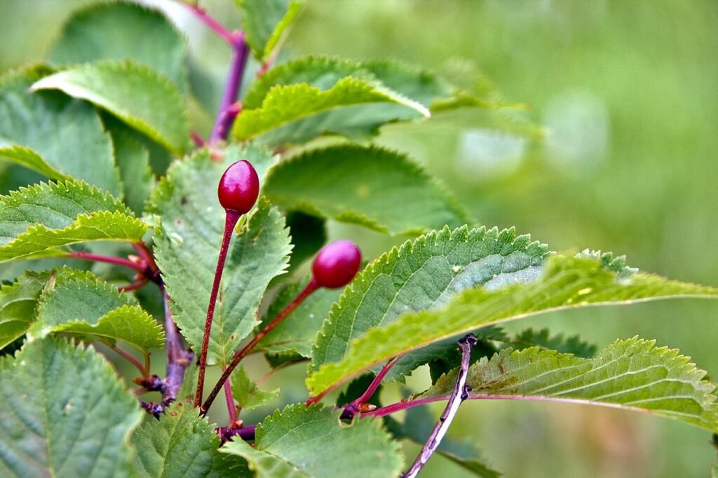 Japanese Alpine Cherry - Prunus nipponica