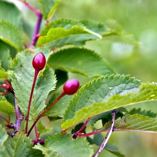 How to grow Japanese Alpine Cherry Sakura (Prunus nipponica)