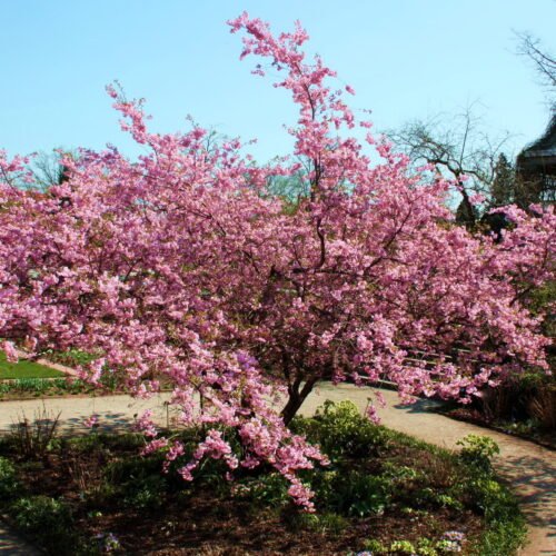 How to grow Sargent Cherry Sakura (Prunus sargentii)
