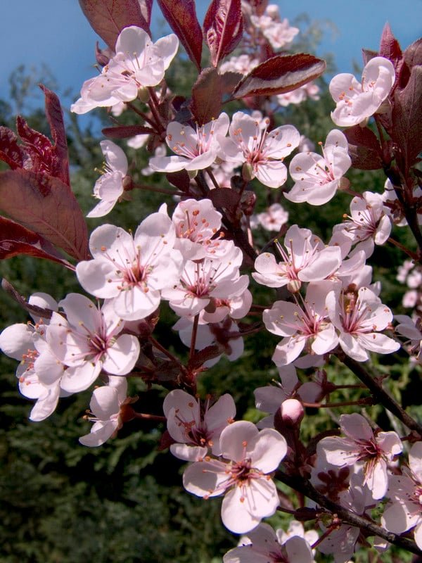 Purple-Leaf Sand Cherry - Prunus x cistena