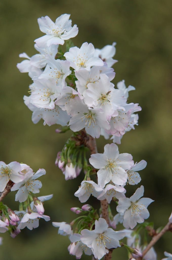 Japanese Alpine Cherry - Prunus nipponica