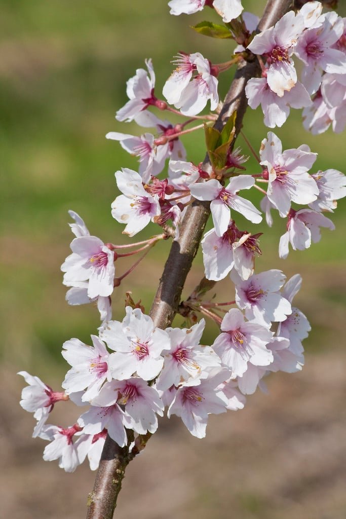 Rosebud Cherry - Prunus subhirtella