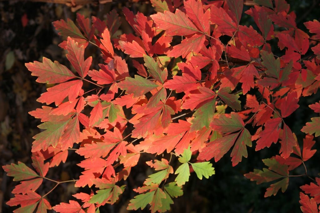 Paperbark Maple - Acer griseum