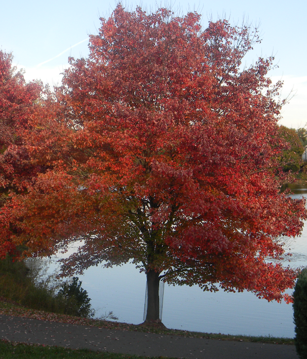 Red Maple - Acer rubrum