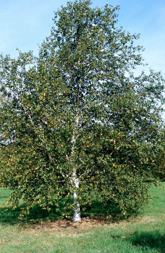 White Birch - Betula pubescens