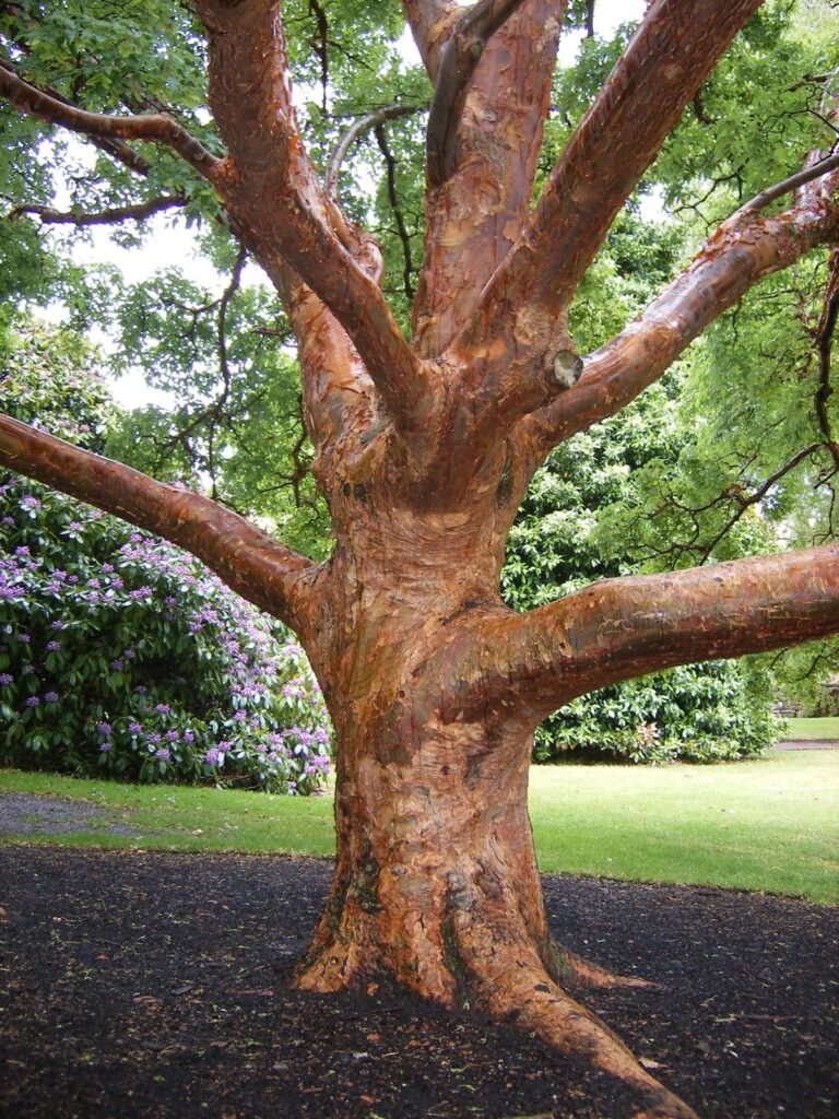 Paperbark Maple - Acer griseum