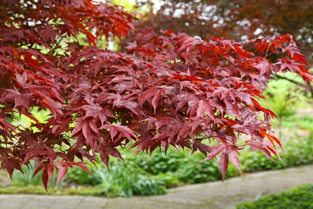 Japanese Maple - Acer palmatum