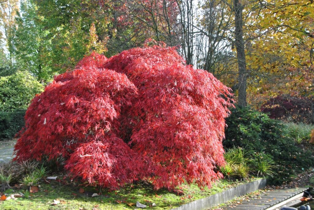 Japanese Maple - Acer palmatum