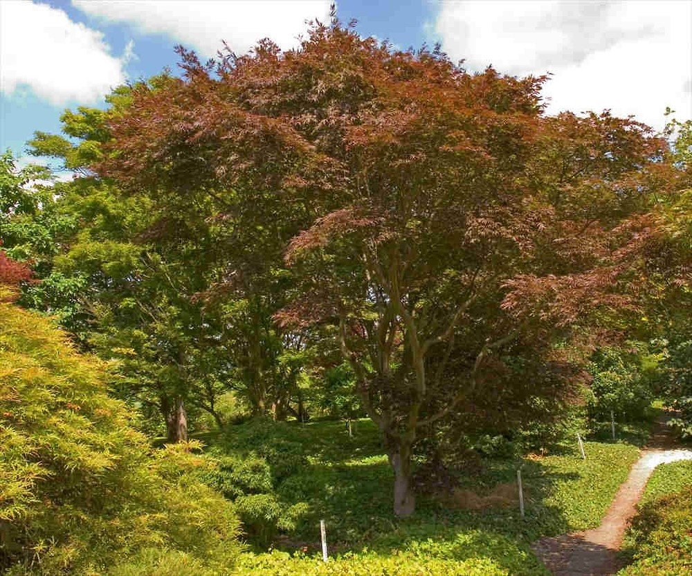 Japanese Maple - Acer palmatum