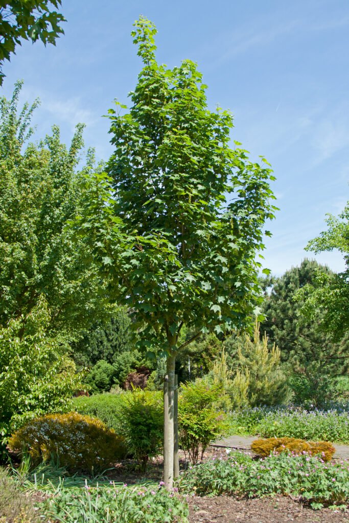 Sycamore Maple - Acer pseudoplatanus