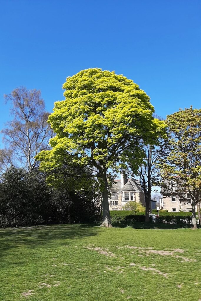 Sycamore Maple - Acer pseudoplatanus