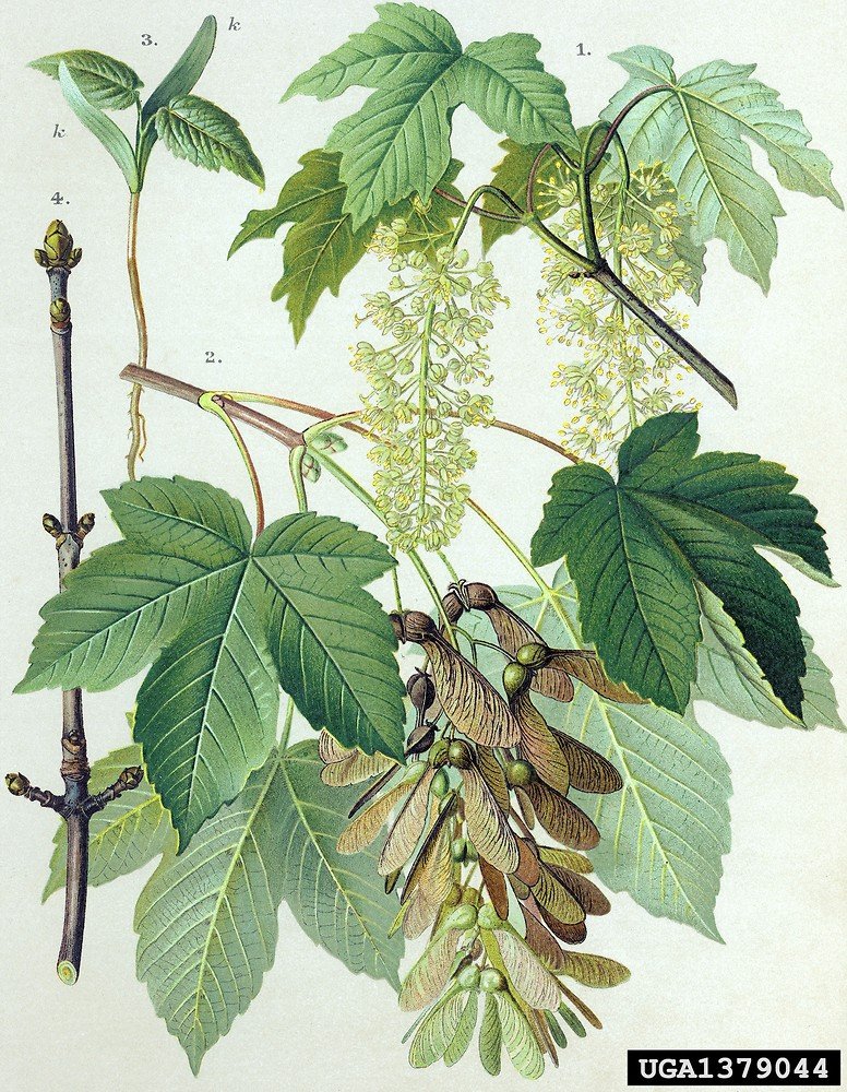 Sycamore Maple - Acer pseudoplatanus