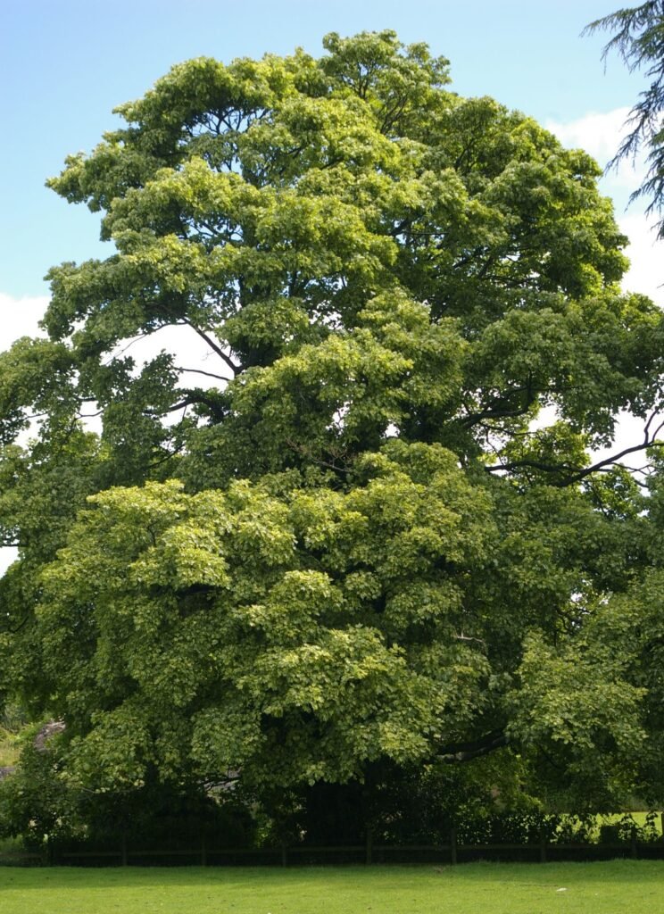 Sycamore Maple - Acer pseudoplatanus