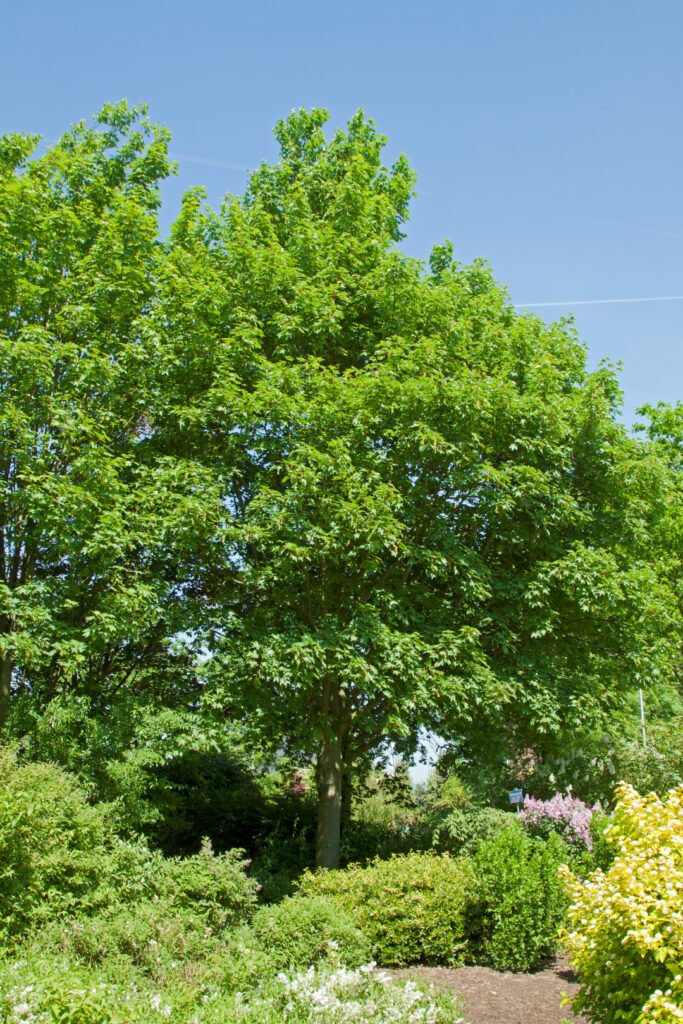 Sycamore Maple - Acer pseudoplatanus