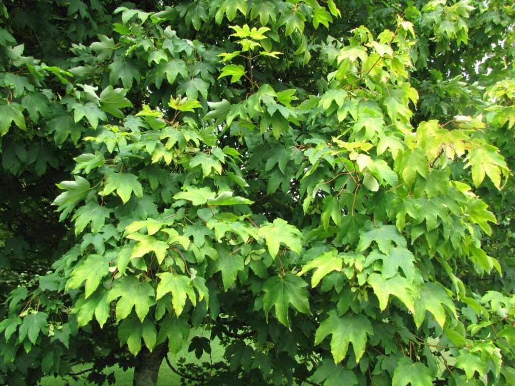 Sycamore Maple - Acer pseudoplatanus