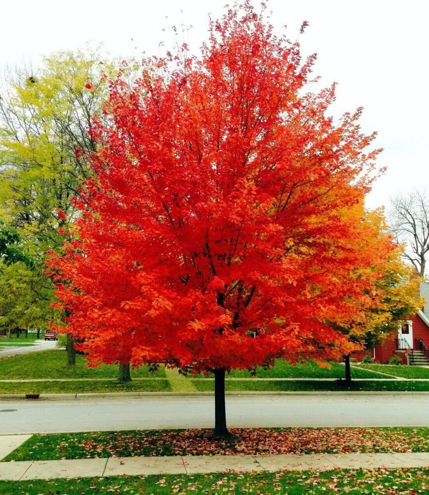 Red Maple - Acer rubrum