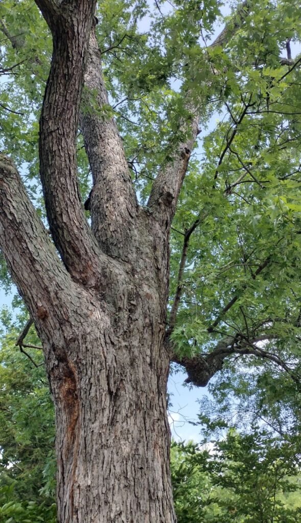 Silver Maple - Acer saccharinum