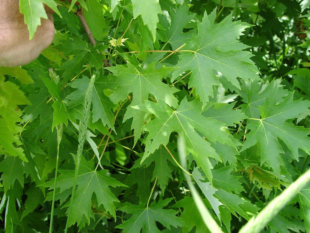 Silver Maple - Acer saccharinum