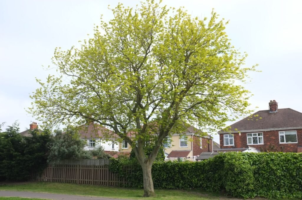 Silver Maple - Acer saccharinum