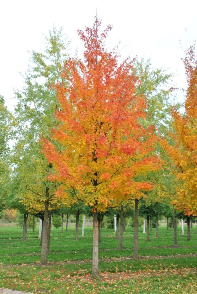 Sugar Maple - Acer saccharum