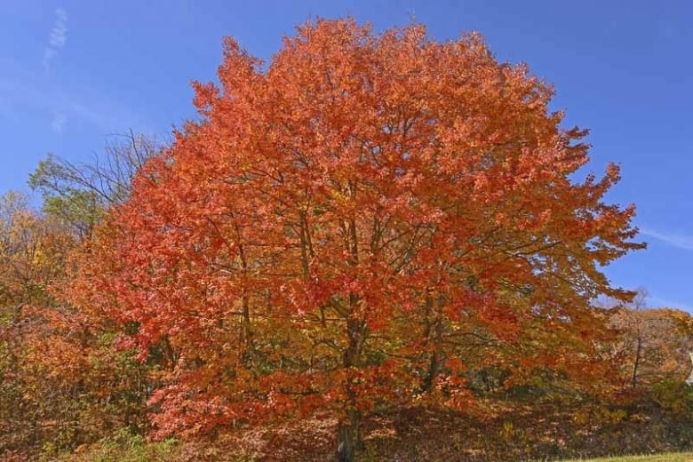 Sugar Maple - Acer saccharum