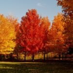 How to grow Silver Maple (Acer saccharinum)